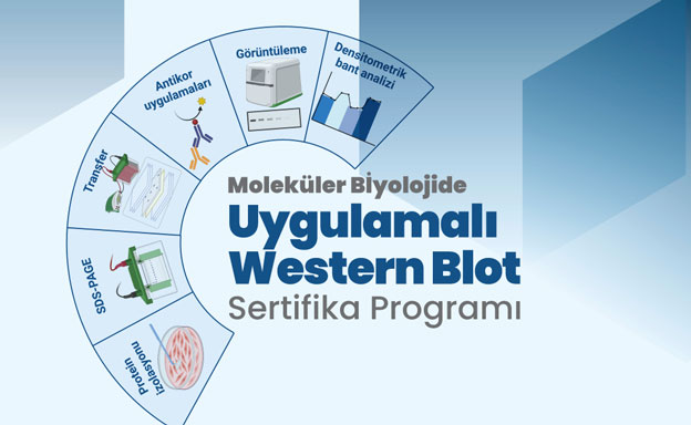 Moleküler Biyolojide Uygulamalı Western Blot Sertifika Programı